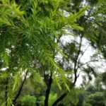 IMG_20170302_114815 (Large)