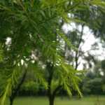 IMG_20170806_175257 (Large)