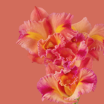Pixel 6 Pro Wallpaper_Cattleya Orchid-light by Andrew Zuckerman