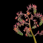 Pixel 6 Pro Wallpaper_Echeveria Blue Prince-dark by Andrew Zuckerman