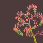 Pixel 6 Pro Wallpaper_Echeveria Blue Prince-light by Andrew Zuckerman