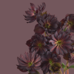 Pixel 6 Pro Wallpaper_Hellebores-light by Andrew Zuckerman