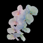 Pixel 6 Pro Wallpaper_Moth Orchid-dark by Andrew Zuckerman