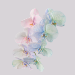 Pixel 6 Pro Wallpaper_Moth Orchid-light by Andrew Zuckerman