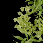 Pixel 6 Pro Wallpaper_Persian Lily-dark by Andrew Zuckerman