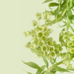 Pixel 6 Pro Wallpaper_Persian Lily-light by Andrew Zuckerman