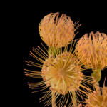 Pixel 6 Pro Wallpaper_Pincushion Protea-dark by Andrew Zuckerman