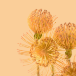 Pixel 6 Pro Wallpaper_Pincushion Protea-light by Andrew Zuckerman – Copy