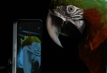 Nothing Phone (1)